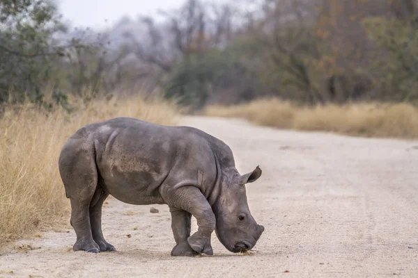 Güney beyaz gergedan Kruger National park, Güney Afrika için; Nakit Ceratotherium simum simum ailesi Rhinocerotidae