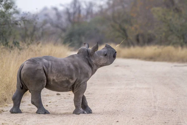 Güney beyaz gergedan Kruger National park, Güney Afrika için; Nakit Ceratotherium simum simum ailesi Rhinocerotidae