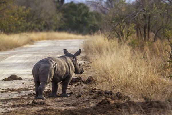 Südliches Breitmaulnashorn Kruger Nationalpark Südafrika Art Ceratotherium Simum Simum Familie — Stockfoto