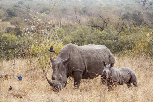 Südliches Breitmaulnashorn Kruger Nationalpark Südafrika Art Ceratotherium Simum Simum Familie — Stockfoto