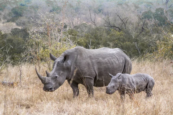 Southern White Rhinoceros Kruger National Park South Africa Specie Ceratotherium — Stock Photo, Image