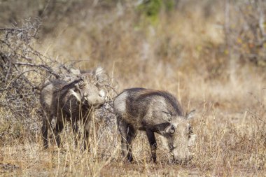 Kruger National park, Güney Afrika için ortak warthog; Nakit Phacochoerus africanus ailesi Domuzgiller