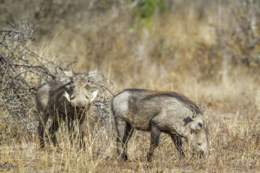 Kruger National park, Güney Afrika için ortak warthog; Nakit Phacochoerus africanus ailesi Domuzgiller