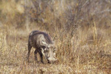 Kruger National park, Güney Afrika için ortak warthog; Nakit Phacochoerus africanus ailesi Domuzgiller