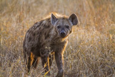 Benekli hyaena Kruger National park, Güney Afrika için; Nakit Crocuta crocuta ailesi Hyaenidae