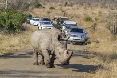 Güney beyaz gergedan Kruger National park, Güney Afrika için; Nakit Ceratotherium simum simum ailesi Rhinocerotidae
