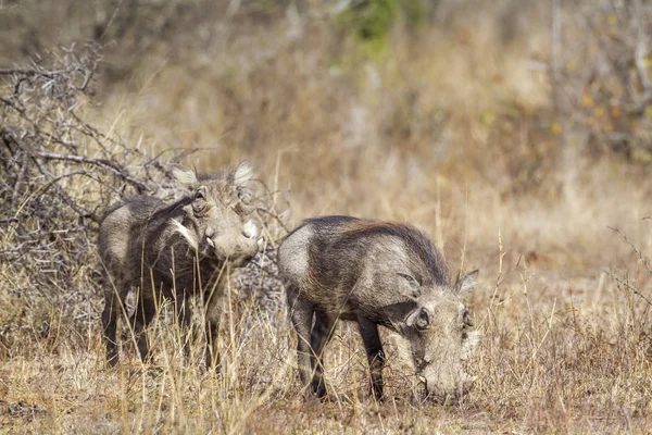 Guziec Wspólne Kruger National Park Afryka Południowa Specie Południowy Africanus — Zdjęcie stockowe