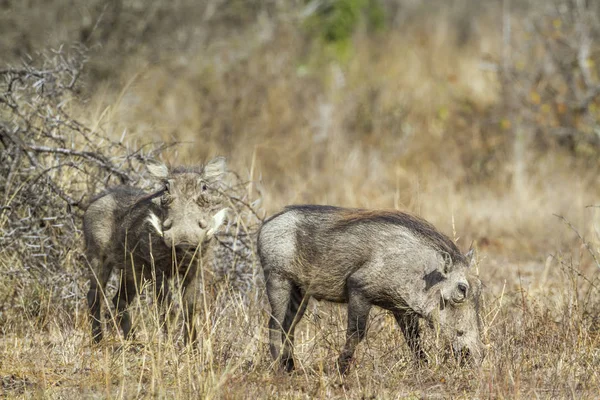 Kruger National park, Güney Afrika için ortak warthog; Nakit Phacochoerus africanus ailesi Domuzgiller