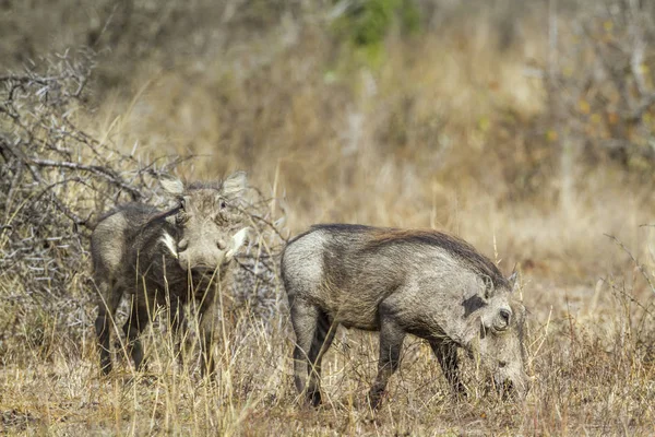 南非克鲁格国家公园的共同野猪 Phacochoerus Africanus 家族的钱币 — 图库照片