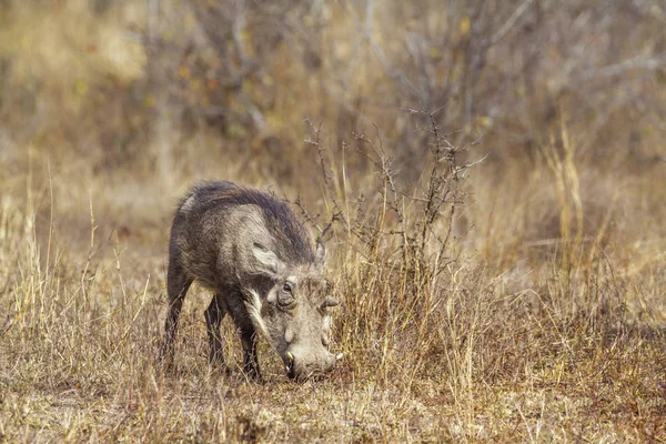 Kruger National park, Güney Afrika için ortak warthog; Nakit Phacochoerus africanus ailesi Domuzgiller