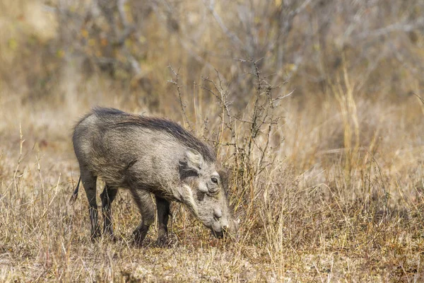 Kruger National park, Güney Afrika için ortak warthog; Nakit Phacochoerus africanus ailesi Domuzgiller