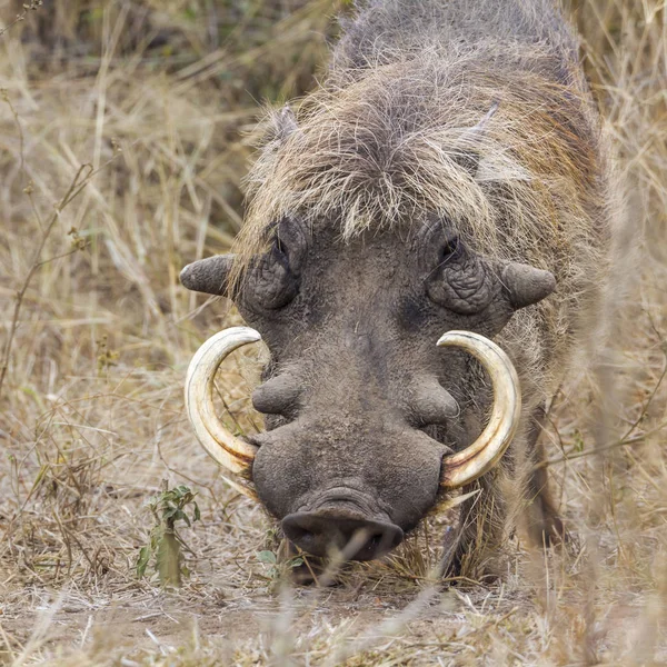 Babi Hutan Umum Kruger Taman Nasional Afrika Selatan Spesifik Phacochoerus — Stok Foto