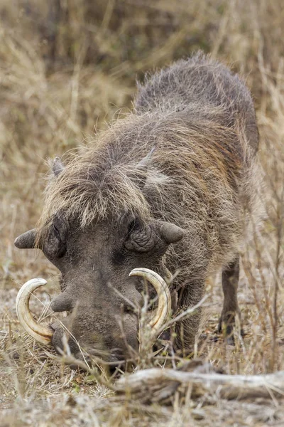 Babi Hutan Umum Kruger Taman Nasional Afrika Selatan Spesifik Phacochoerus — Stok Foto