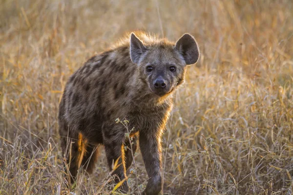 Benekli hyaena Kruger National park, Güney Afrika için; Nakit Crocuta crocuta ailesi Hyaenidae