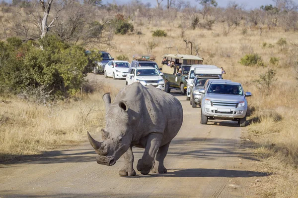 Güney beyaz gergedan Kruger National park, Güney Afrika için; Nakit Ceratotherium simum simum ailesi Rhinocerotidae