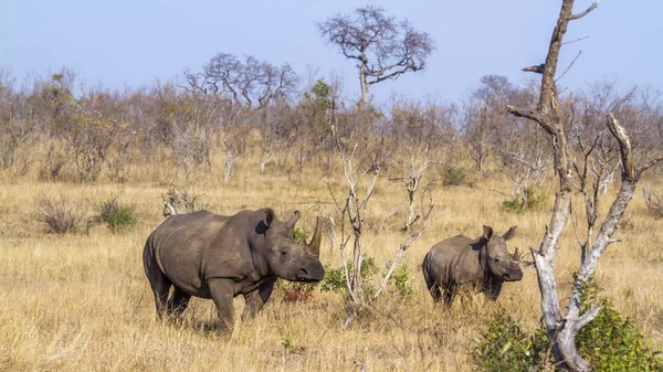 Südliches Breitmaulnashorn Kruger Nationalpark Südafrika Art Ceratotherium Simum Simum Familie — Stockfoto