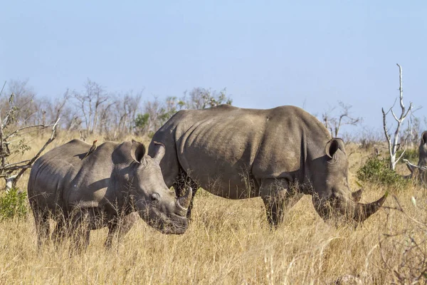 Güney beyaz gergedan Kruger National park, Güney Afrika için; Nakit Ceratotherium simum simum ailesi Rhinocerotidae