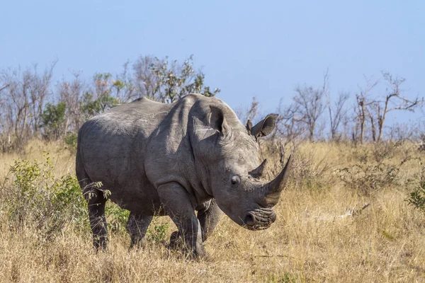 Білий Носоріг Національний Парк Крюгера Пар Виду Ceratotherium Simum Simum — стокове фото