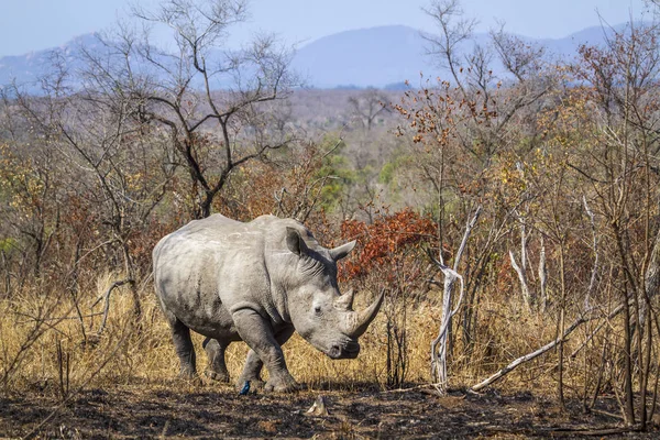 Südliches Breitmaulnashorn Kruger Nationalpark Südafrika Art Ceratotherium Simum Simum Familie — Stockfoto