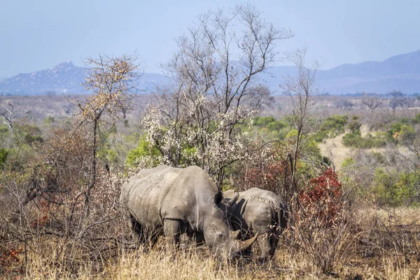 Rhinocéros Blanc Sud Dans Parc National Kruger Afrique Sud Famille — Photo