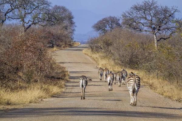 Ovalar Zebra Kruger National Park Güney Afrika Için Atgiller Nakit — Stok fotoğraf