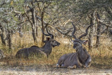 Kruger National park, Güney Afrika için büyük kudu; Nakit yayılım gösterir: strepsiceros aile Bovidae