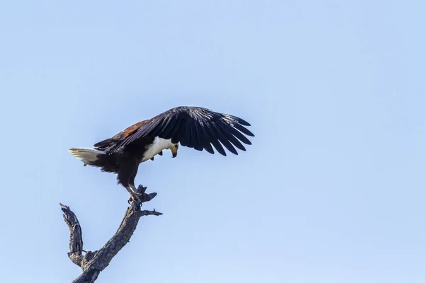 Águila Pescadora Africana Parque Nacional Kruger Sudáfrica Especie Haliaeetus Vocifer — Foto de Stock