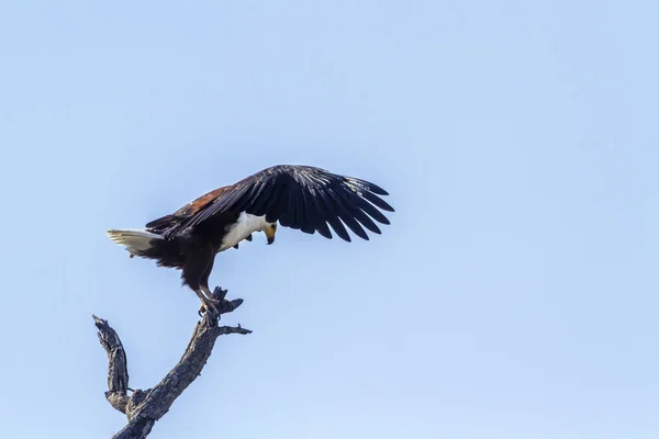 Africký Orel Mořský Národním Parku Kruger Jihoafrická Republika Druh Haliaeetus — Stock fotografie