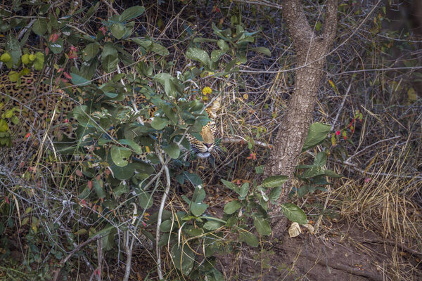 Leopard in Kruger National park, South Africa ; Specie Panthera pardus family of Felidae