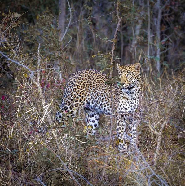Leopard Yalaban Sri Lanka Specie Panthera Pardus Család Macskafélék — Stock Fotó