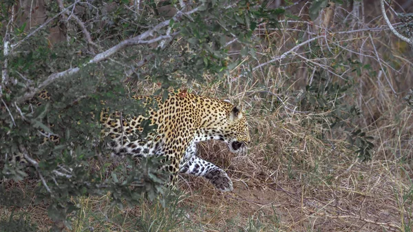 Leopard Kruger Nemzeti Park Dél Afrika Specie Panthera Pardus Család — Stock Fotó