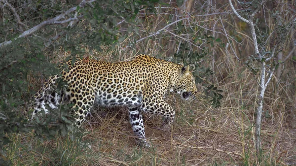 Leopard Kruger Nemzeti Park Dél Afrika Specie Panthera Pardus Család — Stock Fotó