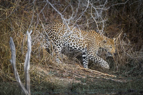 Leopardo Parque Nacional Kruger África Sul Espécie Panthera Pardus Família — Fotografia de Stock