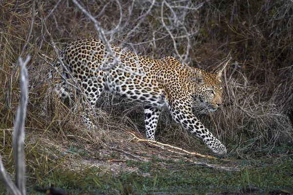 Леопард Національний Парк Крюгера Пар Виду Panthera Заводу Сімейства Котячих — стокове фото