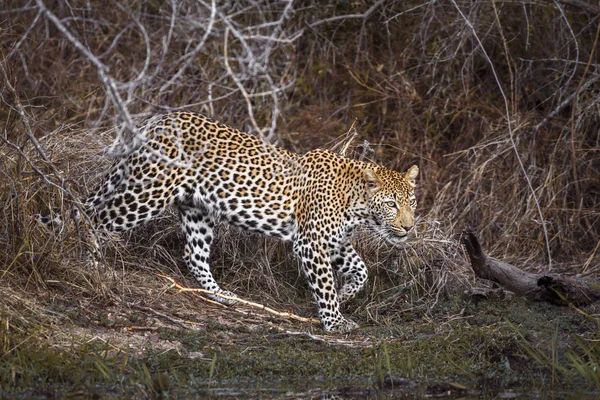 Leopard Kruger Nemzeti Park Dél Afrika Specie Panthera Pardus Család — Stock Fotó