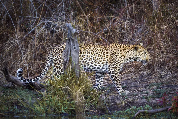Leopard Kruger National Park Sydafrika Specie Panthera Pardus Familj Felidae — Stockfoto