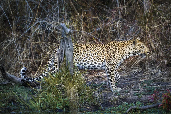 Leopard Yalaban Sri Lanka Specie Panthera Pardus Család Macskafélék — Stock Fotó