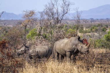 Güney beyaz gergedan Kruger National park, Güney Afrika için; Nakit Ceratotherium simum simum ailesi Rhinocerotidae