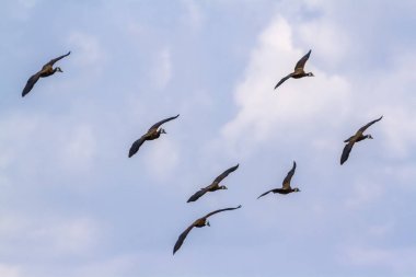 Beyaz Whistling-ördek Kruger National park, Güney Afrika için karşı karşıya; Nakit Dendrocygna viduata ailesinin Anatidae