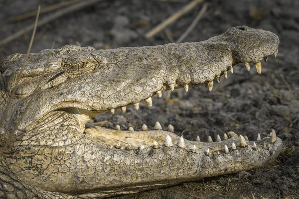 Krokodyl Nilowy Kruger National Park Afryka Południowa Specie Crocodylus Niloticus — Zdjęcie stockowe