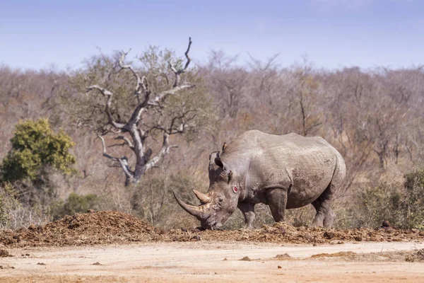 Südliches Breitmaulnashorn Kruger Nationalpark Südafrika Art Ceratotherium Simum Simum Familie — Stockfoto