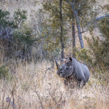 Kara gergedan Kruger National park, Güney Afrika için; Rhinocerotidae nakit Diceros bicornis ailesi