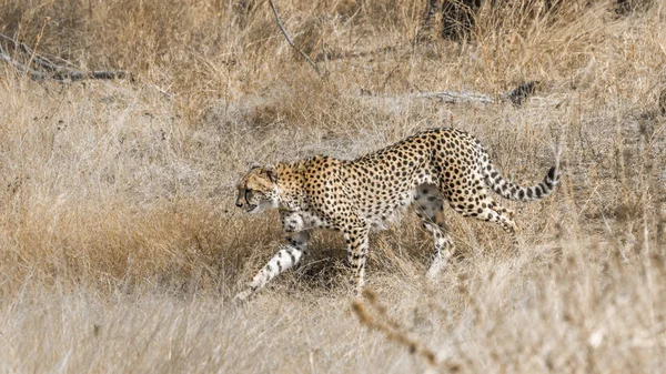 Cheetah Kruger National Park África Sul Espécie Acinonyx Jubatus Família — Fotografia de Stock