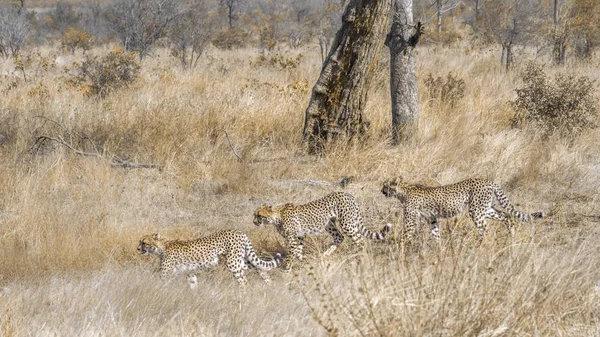 Cheetah Kruger National Park África Sul Espécie Acinonyx Jubatus Família — Fotografia de Stock