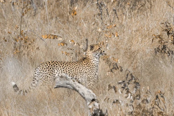 Gepard Kruger National Park Afryka Południowa Specie Acinonyx Jubatus Rodziny — Zdjęcie stockowe