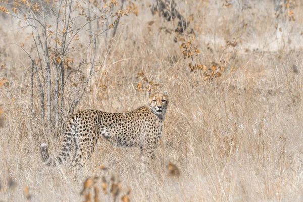 Gepárd Kruger Nemzeti Park Dél Afrika Acinonyx Jubatus Család Specie — Stock Fotó