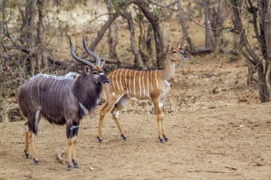 Kruger Ulusal Parkı, Güney Afrika 'da Nyala; Bovidae familyasından Specie Tragelaphus angasii