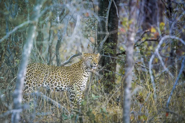 Leopard Kruger National Park Sydafrika Specie Panthera Pardus Familj Felidae — Stockfoto