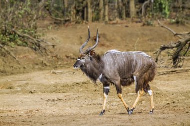 Nyala in Kruger National park, South Africa ; Specie Tragelaphus angasii family of Bovidae clipart