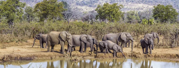 African bush elephant in Kruger National park, South Africa ; Specie Loxodonta africana family of Elephantidae